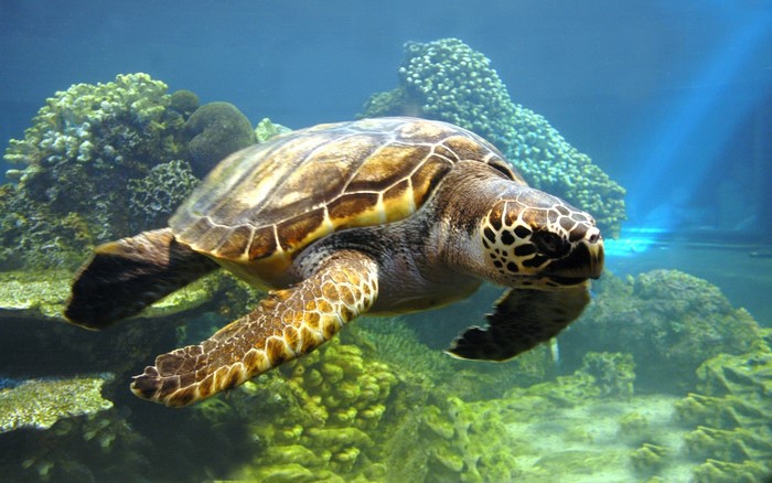 Sea Turtle Swimming Over Coral Reef
