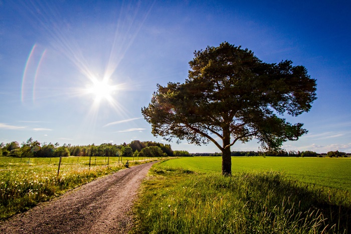 Dirt road through a field with a tree and sun