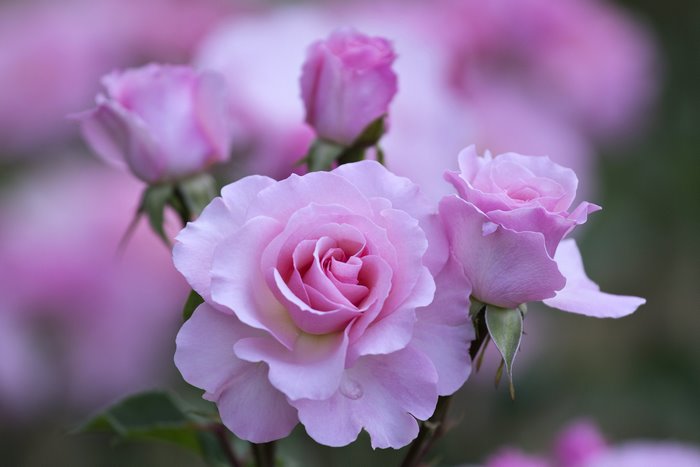 Close-up of pink roses in a garden