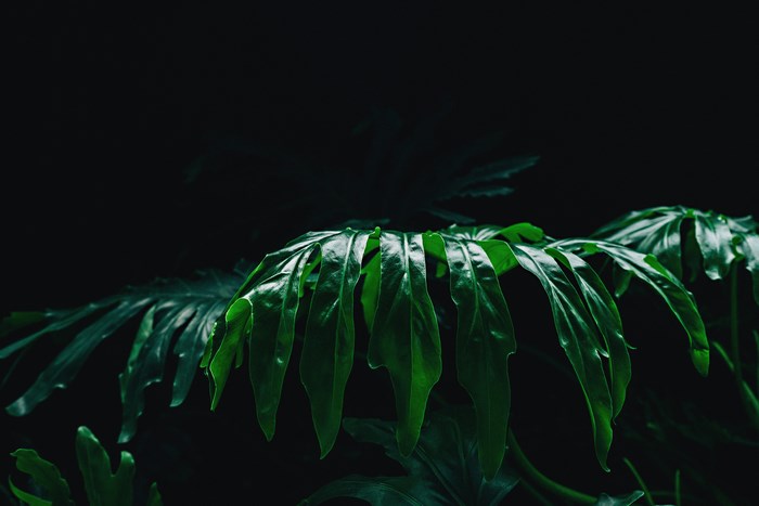 Dark green philodendron leaves against a black background