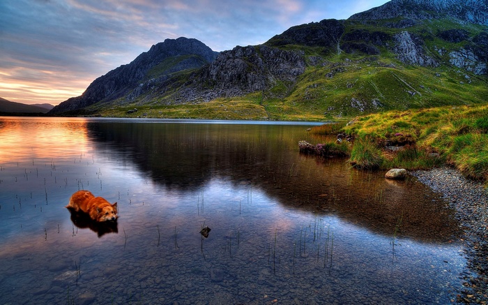 Dog in a lake with mountains at sunset