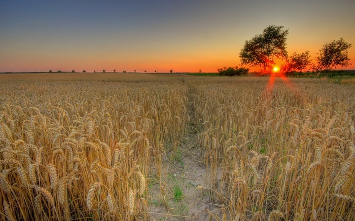 Wheat field at sunset with trees