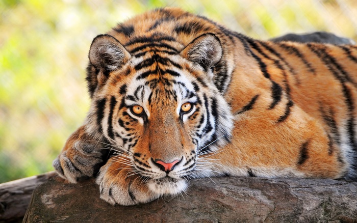 Tiger resting on a rock with blurred background
