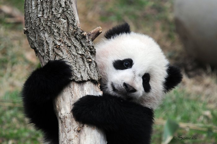 Adorable Baby Panda Clinging to Tree