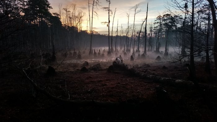 Misty Dark Forest with Creepy Tree Stumps