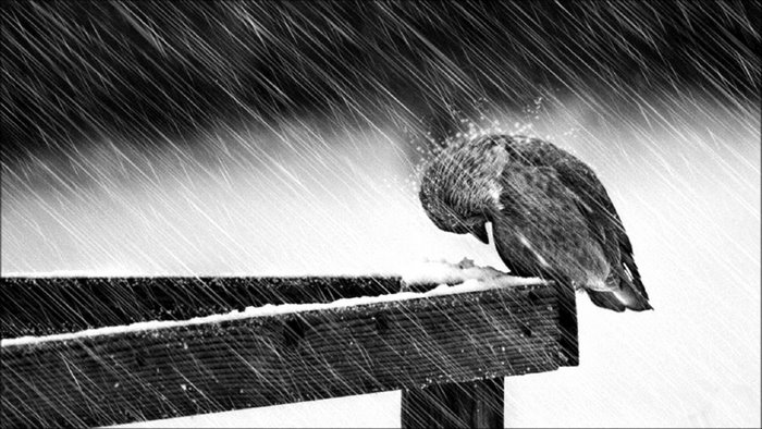 Bird sitting on a wooden beam in the snow and rain