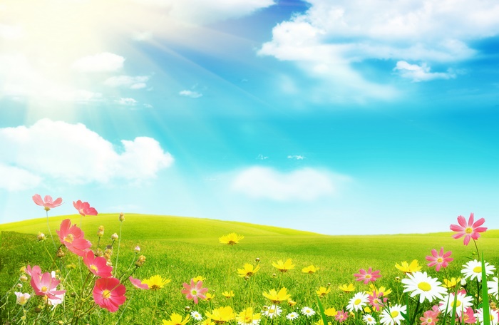 Bright Summer Meadow with Colorful Flowers