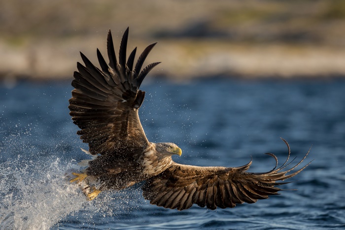 White-tailed eagle splashes through water
