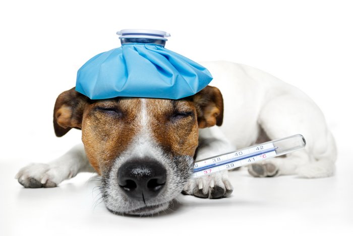 Sick Jack Russell Terrier with Ice Pack and Thermometer