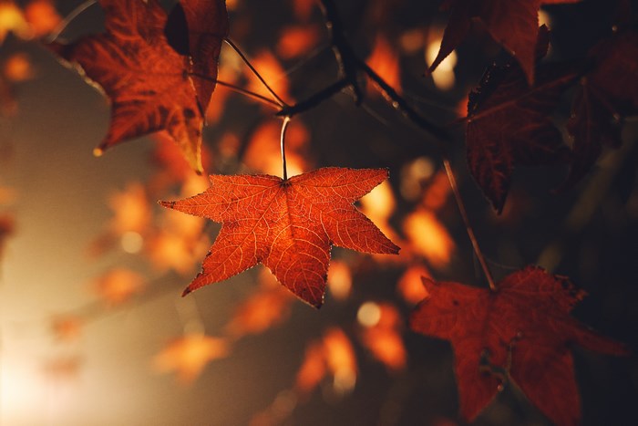 Red autumn leaves on a branch