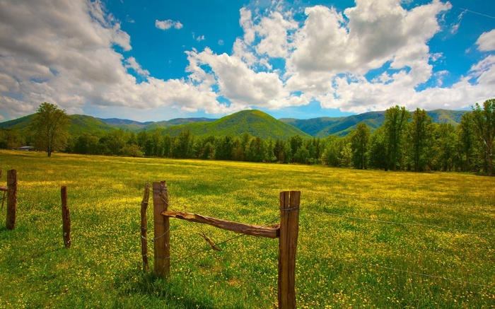 Field with yellow flowers and mountains