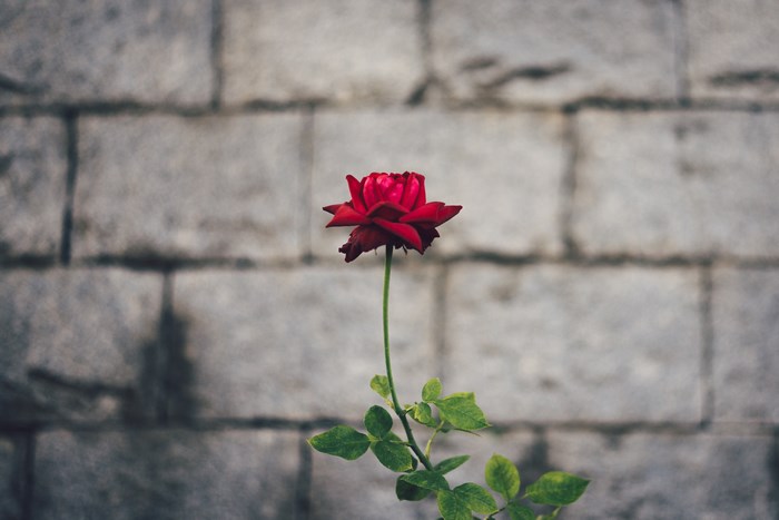 Single red rose against a stone wall