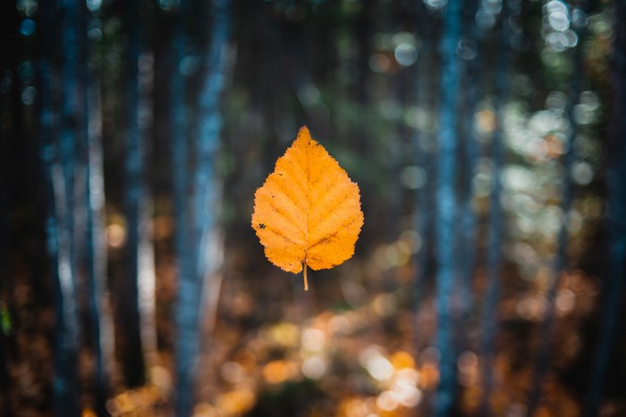 Orange leaf floating in a forest