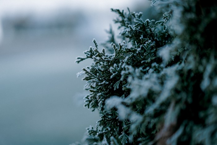 Close-up of a frosted evergreen branch in winter
