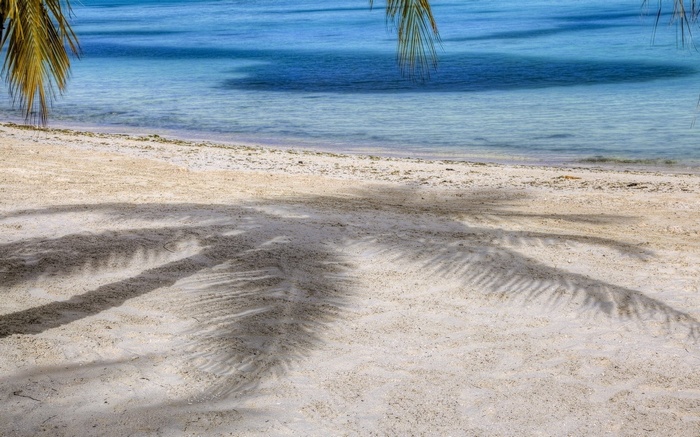 Palm tree shadows on a sandy beach by the ocean