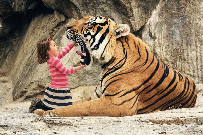 Girl playfully touching a yawning tiger