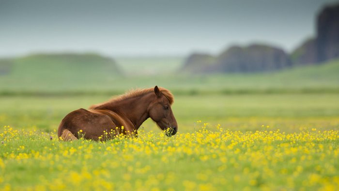 Brown horse resting in a field of yellow flowers