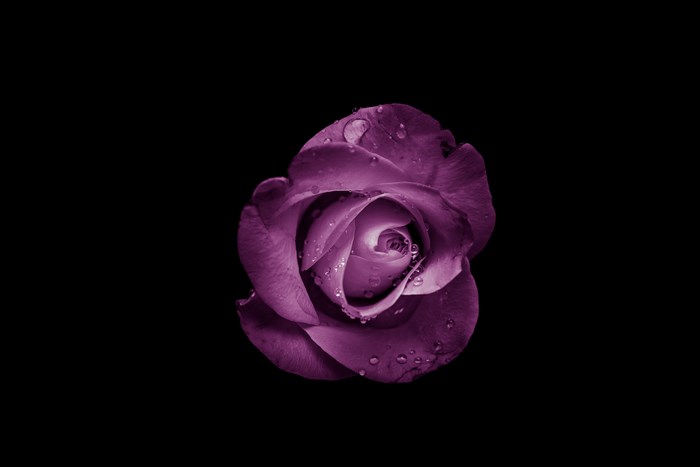 Purple rose with water drops on black background