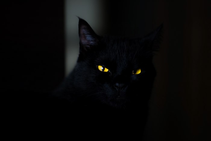 Black cat with glowing yellow eyes in the dark