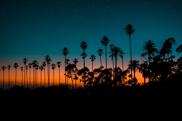 Palm trees silhouette against sunset sky