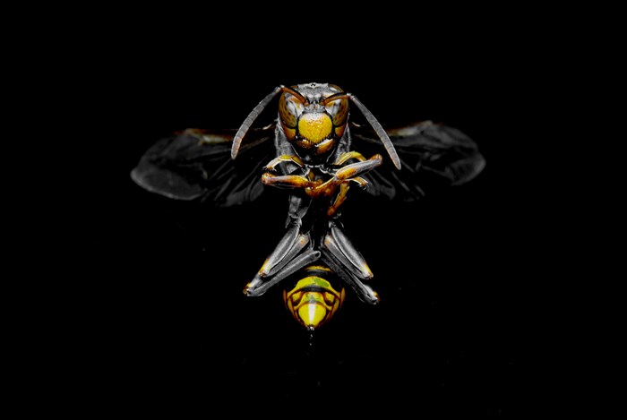 Close-up of a hornet on a black background