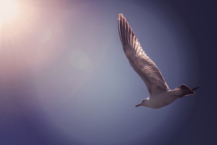 Seagull flying against a bright sky