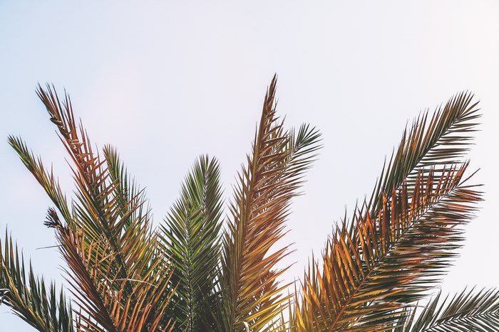 Palm tree fronds against a bright sky