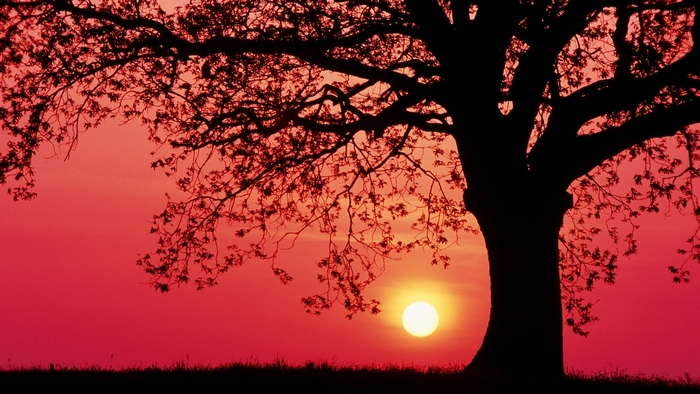 Silhouette of a large tree against a vibrant sunset sky