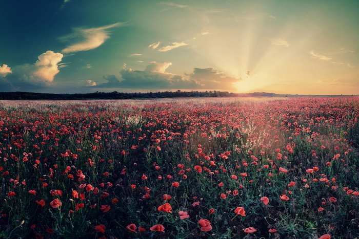 Field of red poppies at sunset