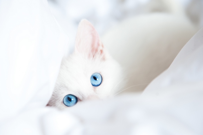 White kitten with bright blue eyes peeking from white fabric
