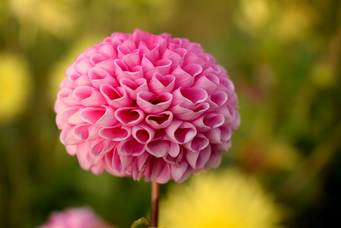 Close-up of a pink dahlia flower