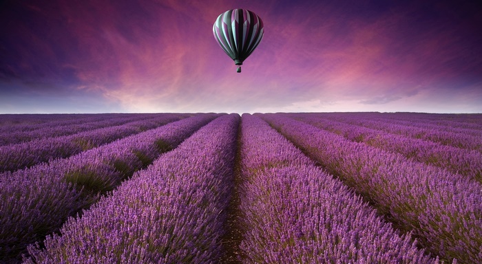 Hot Air Balloon Over Lavender Field at Sunset