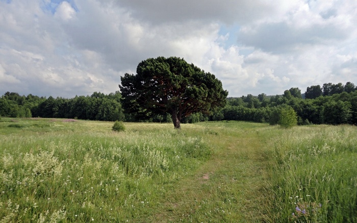 A lone pine tree in a grassy field