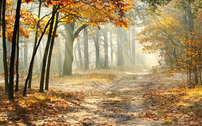 Autumn forest path with fallen leaves and sunbeams
