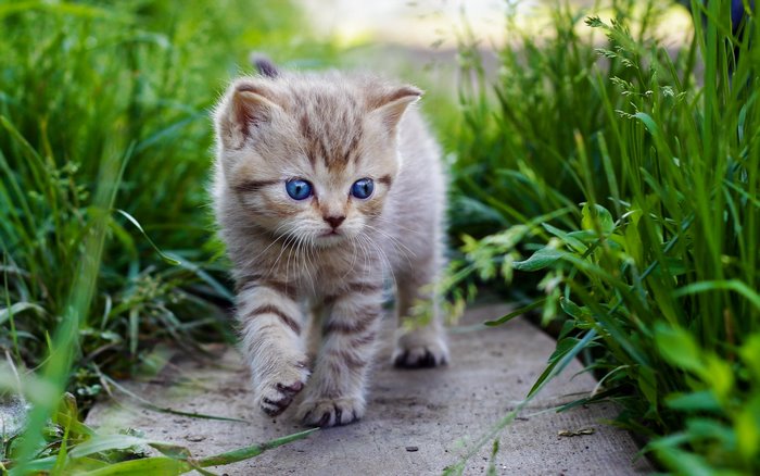 Cute tabby kitten with blue eyes walking on a path