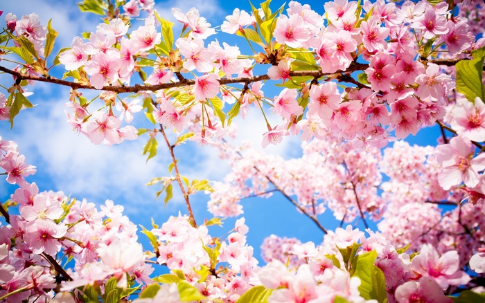 Pink cherry blossoms on branches against a blue sky