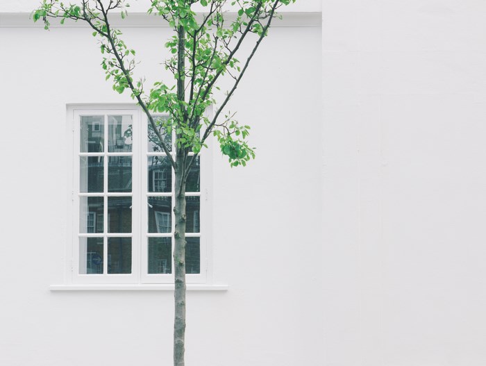 Tree in front of a white wall and window