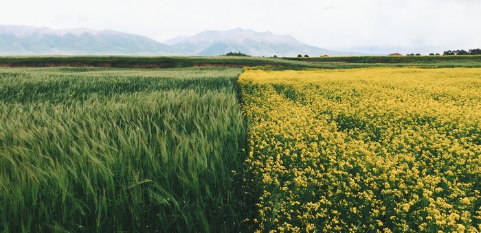 Field of green wheat and yellow rapeseed with mountains