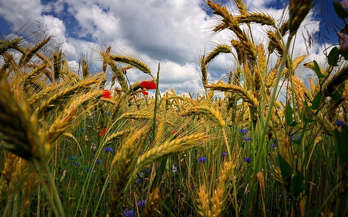 Field of wheat with poppies and cornflowers