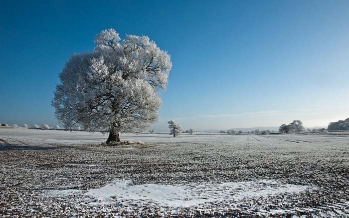 Frosted tree in a snowy field under a clear blue sky