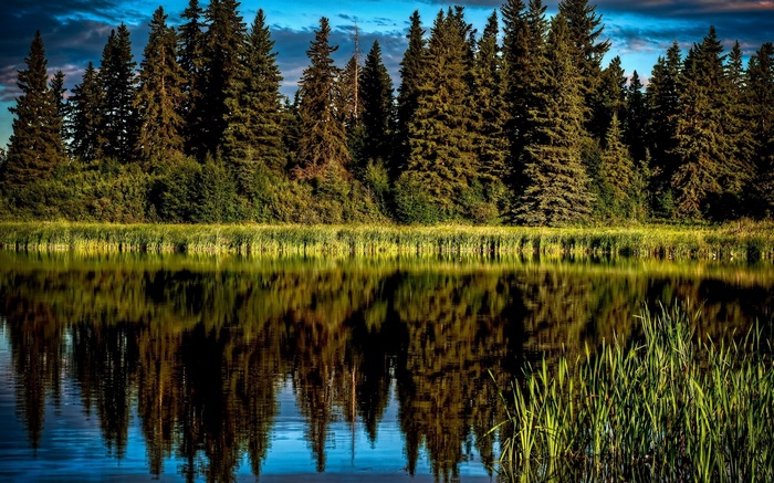 Forest reflected in a calm lake at sunset