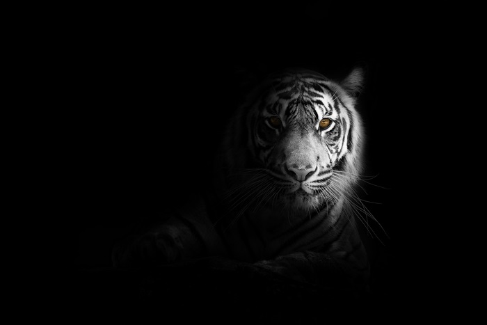 Monochrome tiger with yellow eyes in darkness