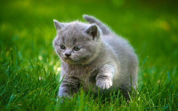 Adorable Fluffy Grey Kitten Walking on Grass
