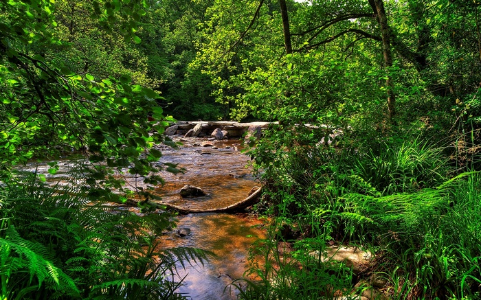 A stream flows through a sun-dappled forest with lush green foliage.