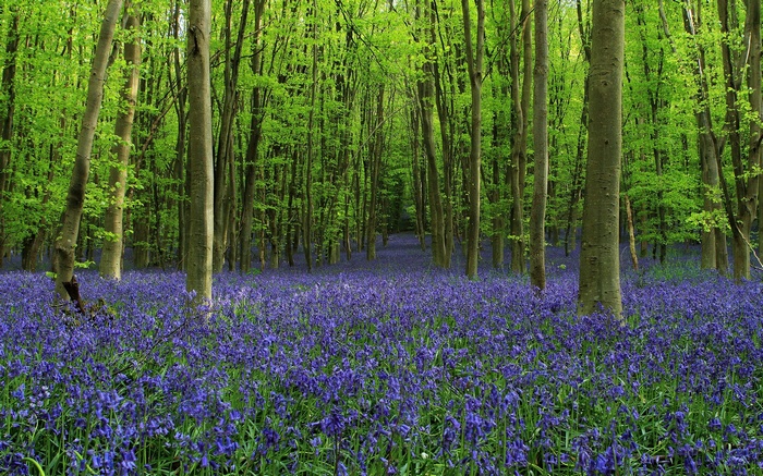 Bluebells blooming in a sunlit forest