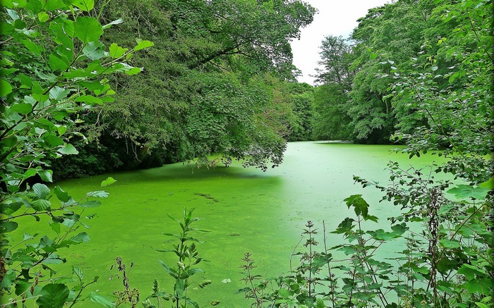A pond covered in green algae surrounded by trees