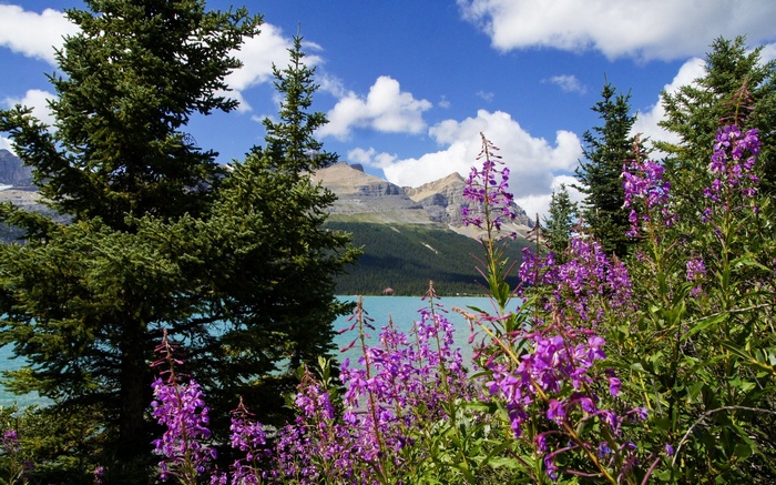 Purple flowers and pine trees by a turquoise lake with mountains