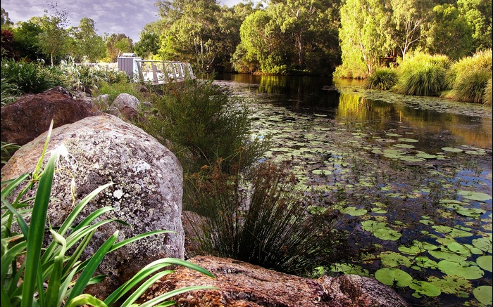 Pond with lily pads and a bridge in a garden