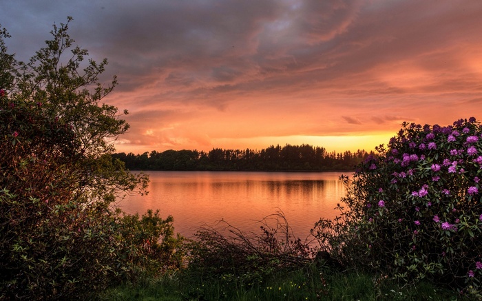 Sunset over a lake with trees and flowers