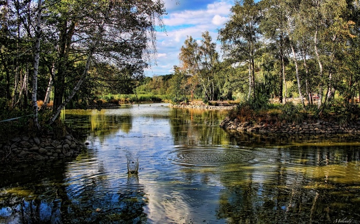 A splash in a pond surrounded by trees